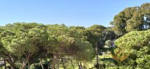 Bel appartement meublé avec vue sur la forêt d’eucalyptus